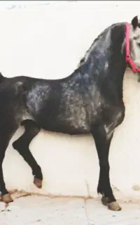 اسب نریون
