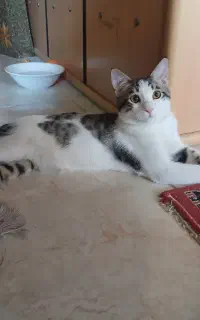 واگذاری رایگان گربه خانگی نر