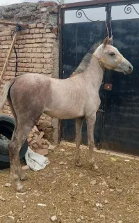 کره اسب