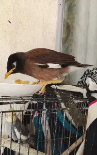 مرغ مینا ریزه خوان