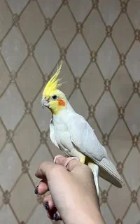 فروش عروس‌ هلندی