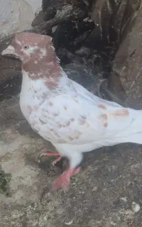 ماده