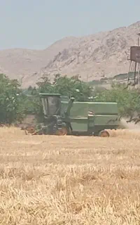 کاه گندم آبی  کرمانشاه