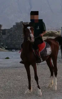 اسب نر