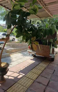 گل فروشی