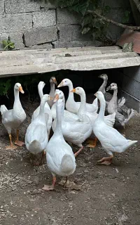 قوغاز لیندا هد دار و آفریقایی و محلی