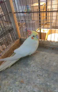 پرنده
