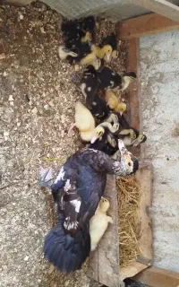 فروش اردک روسی یک ماهه