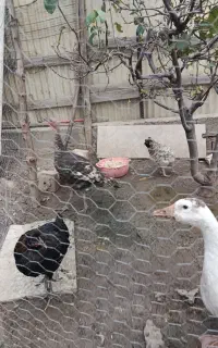 مرغ  بوقلمون غاز