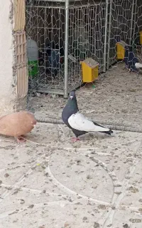 سرته سیاه با زرد کاکولی