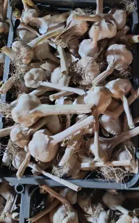 سیر درجه یک محلی تازه