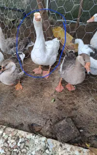 غاز دورگه
