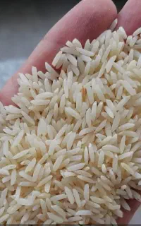 برنج سورتینگ هاشمی دوالک