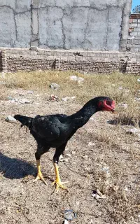 لاری اوشامو اصل
