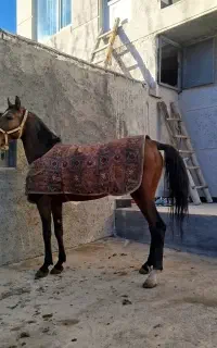 اسب کرد خالص