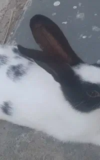 بچه خرگوش نر