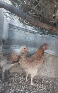 فروش مرغ محلی