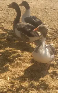 غاز بوقلمون.