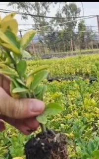شمشادطلایی سبزنهال