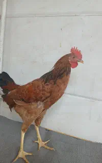 خروس محلی
