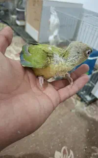طوطی گرینچیک