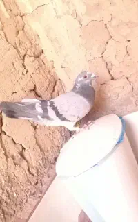 کفتر سبز ۲۵۰