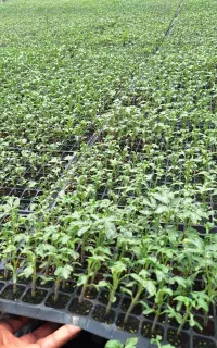 نشا گلخانه گوجه فلفل بادمجان تولیدزابل(ژیانی)