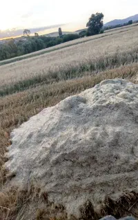 کاه گندم