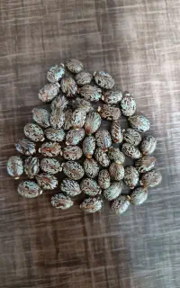 بذر گیاه کرچک
