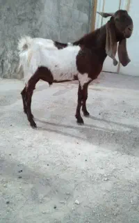 کهره نر