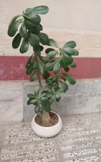 گل طبیعی آدنیوم