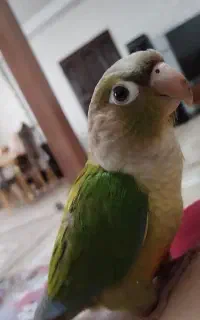 طوطی گرینچیک