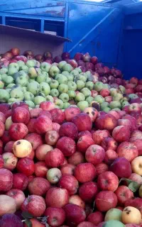 سیب زیردرختی مناسب برای آبگیری و دام