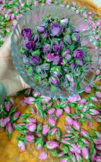 گل محمدی غنچه و گل پرپر شده خوش عطر و رنگ
