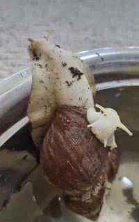 حلزون،تخم حلزون