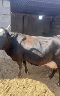گستروگاو