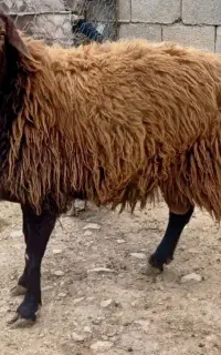 قوچ همو