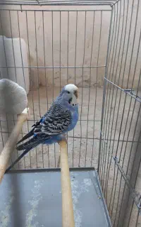 مرغ عشق