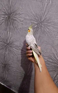 عروس هلندی نر