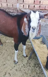 نری پاکستونی اصل