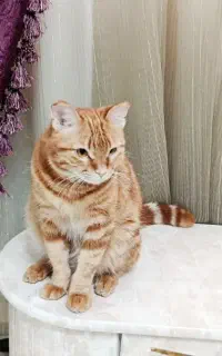 یک گربه واگذار میشود