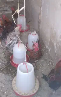 خروس گلین لری و نژادگلپیگان جوان