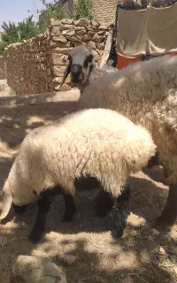 میش‌وبره نر