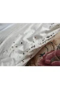 سمپاشی سم پاشی طعمه گذاری ساس سوسک موش