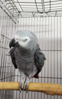 کاسکو نر بالغ رام و سخنگو