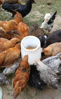 جوجه محلی نژاد دار