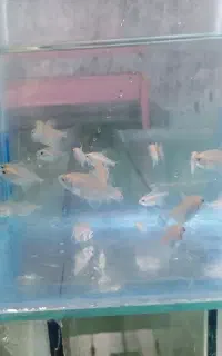 ماهی کالر سفید خوراک زنده غذا ماهی گوشت خوار