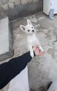 سگ شیواوا اشپیتز