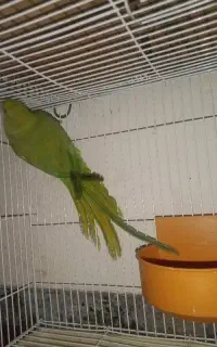 طوطی