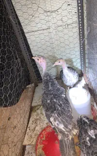 بوقلمون
